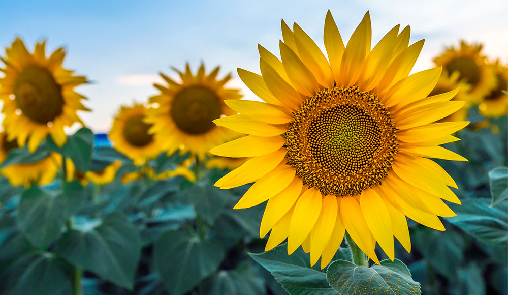 How Long do Sunflowers Take to Grow